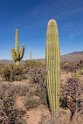 011 Saguaro NP